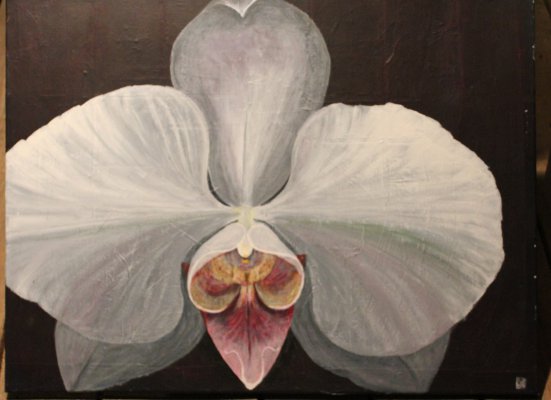 Orchidee